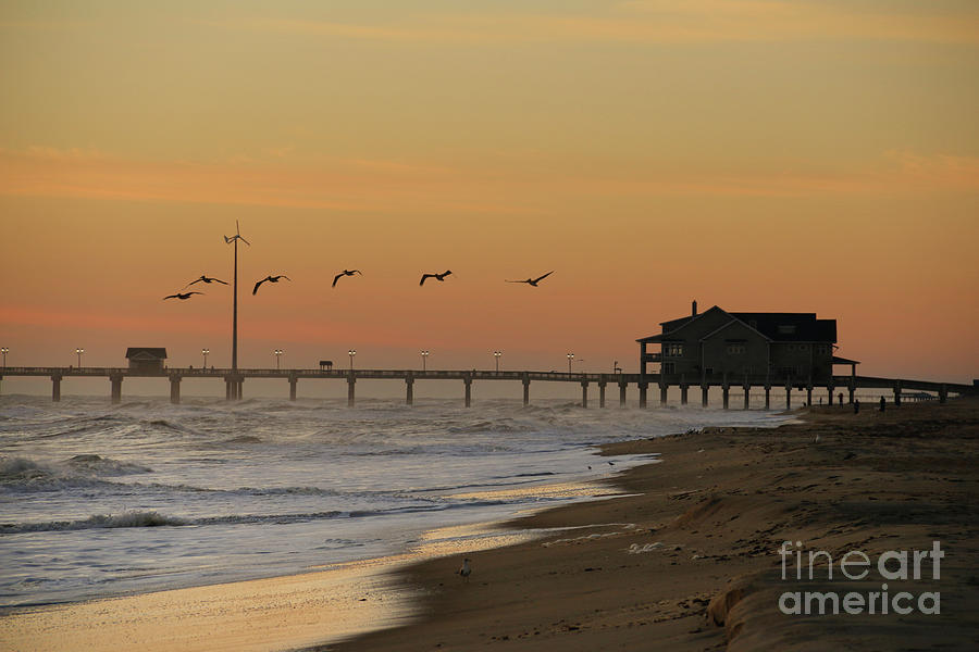 Pelicans at Nags Head  4656 Photograph by Jack Schultz