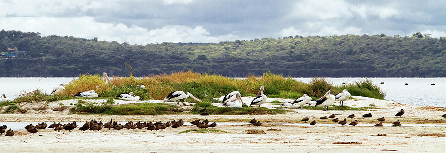 Pelicans at Poddy Shot, Denmark, Western Australia #3 Photograph by Elaine Teague