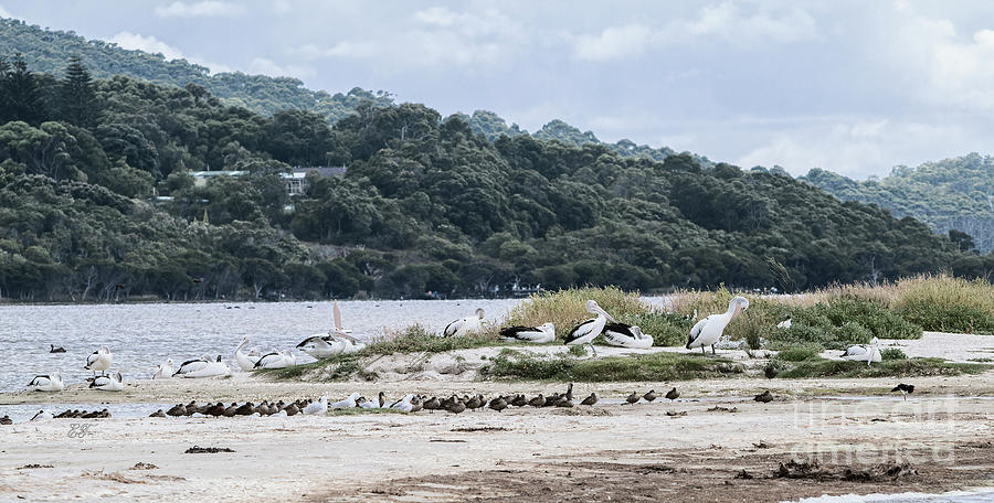 Pelicans at Poddy Shot, Denmark, Western Australia Photograph by Elaine Teague