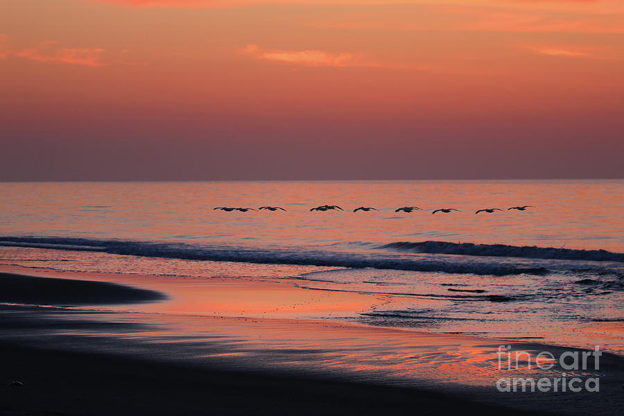 Pelicans at Sunrise 7970 Photograph by Jack Schultz
