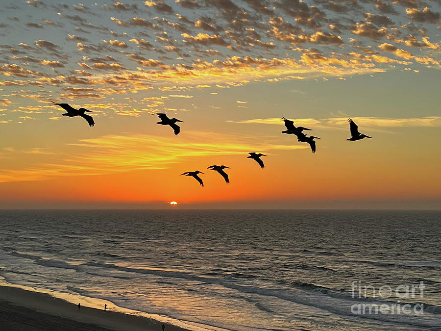 Pelicans At Sunrise  Photograph by Kerri Farley