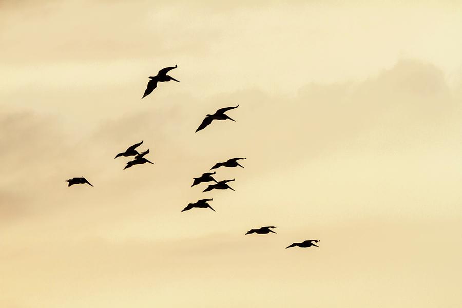Pelicans at Sunset Photograph by Liza Eckardt