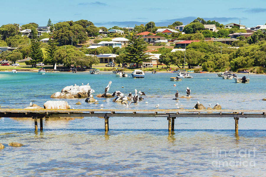 Pelicans at the Jetty, Augusta, Western Australia Photograph by Elaine Teague