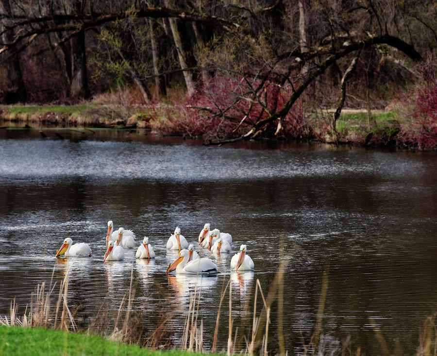 Pelicans at Viking Park #1 of 7 - Stoughton Wisconsin Photograph by Peter Herman
