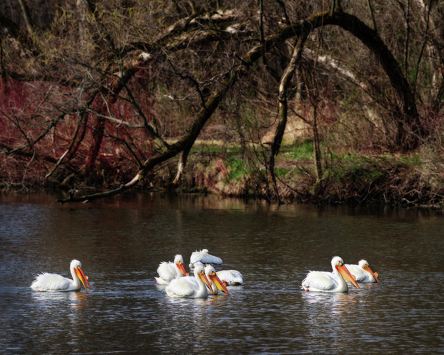 Pelicans at Viking Park #2 of 7 - Stoughton Wisconsin Photograph by Peter Herman