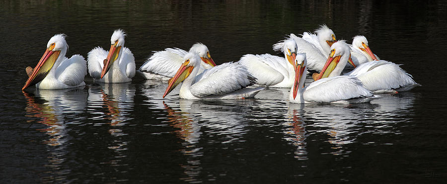 Pelicans at Viking Park #3 of 7 - Stoughton Wisconsin Photograph by Peter Herman
