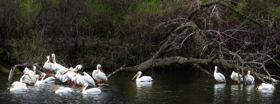 Pelicans at Viking Park #4 of 7 - Stoughton Wisconsin Photograph by Peter Herman