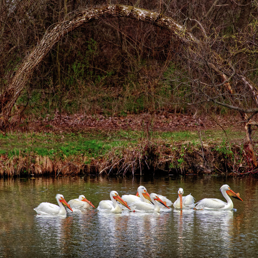 Pelicans at Viking Park #5 of 7 - Stoughton Wisconsin Photograph by Peter Herman