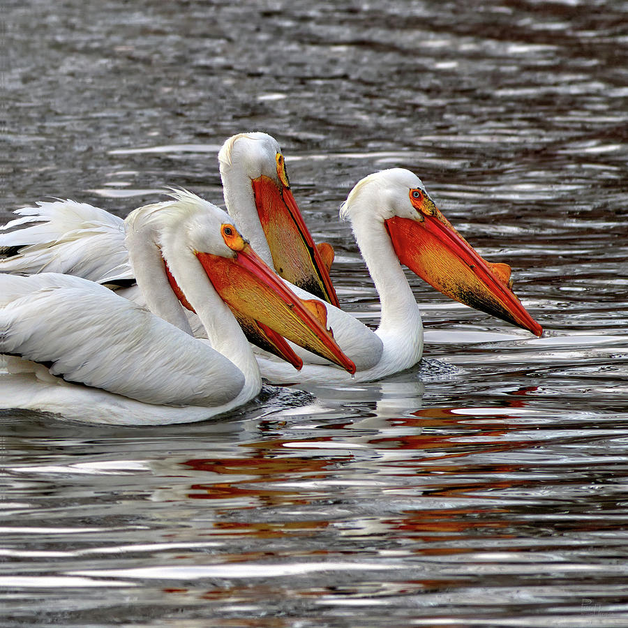 Pelicans at Viking Park #7 of 7 - Stoughton Wisconsin Photograph by Peter Herman