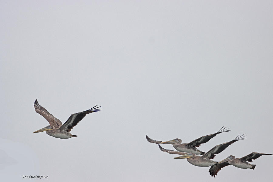 Pelicans At Westport On A Overcast Day Digital Art by Tom Janca Pelicans At Westport On A Overcast Day Digital Art by Tom Janca