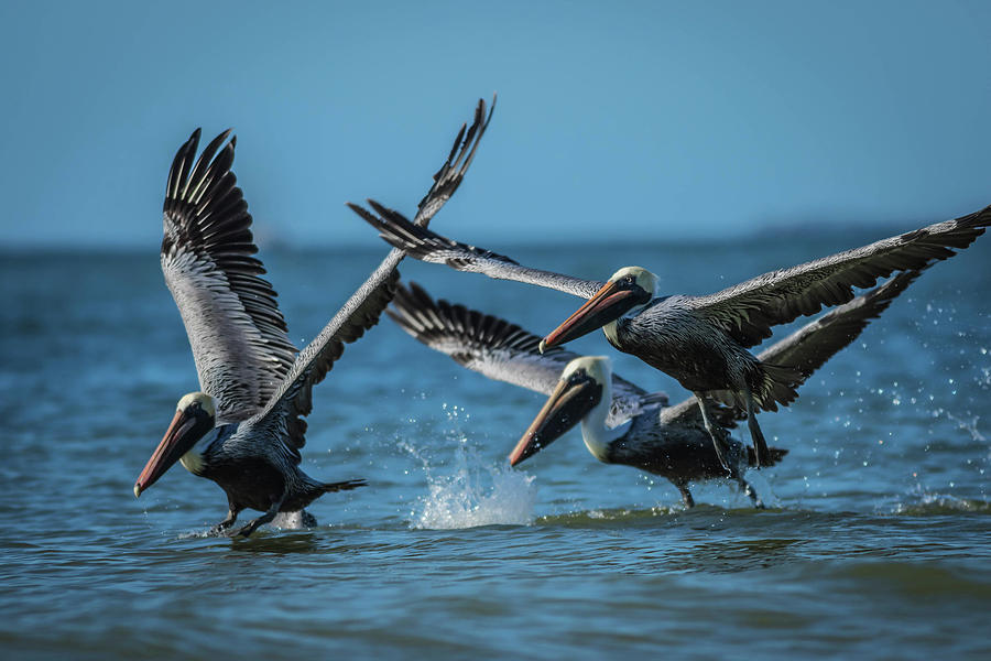 Pelicans By The Sea Photograph by George Kenhan
