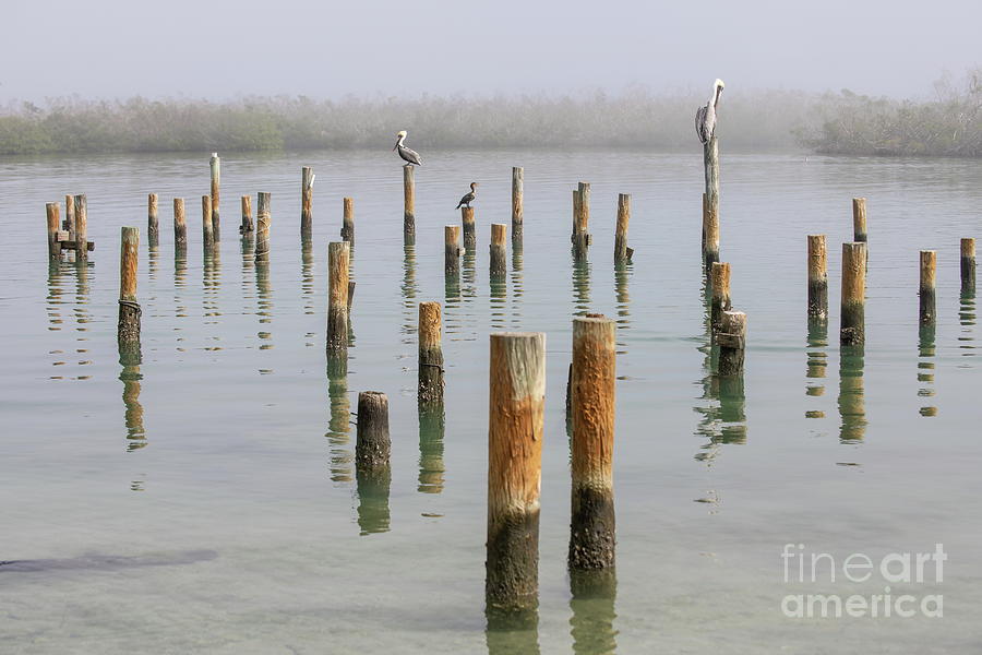 Pier Photograph - Pelicans by Christopher Suckow