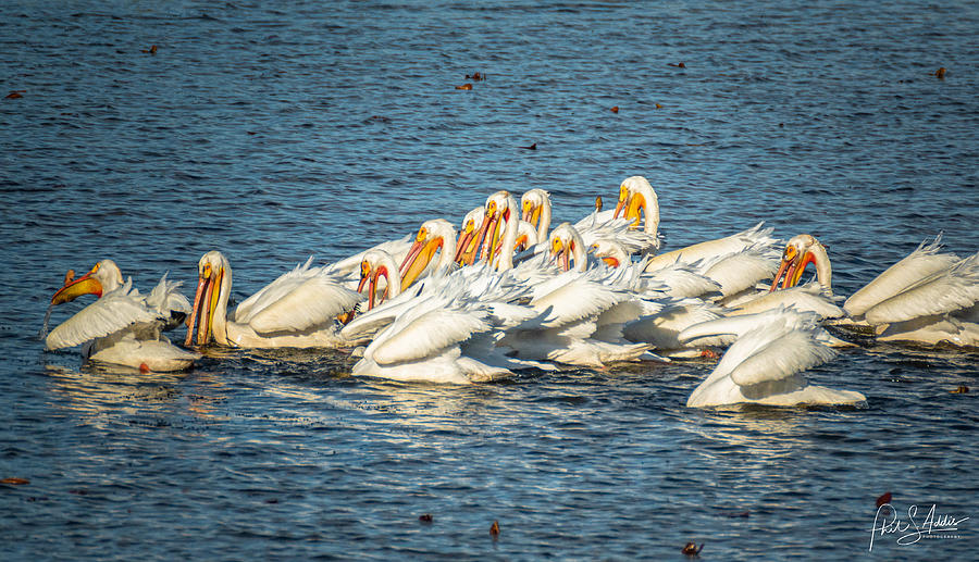 Pelicans Cozy Photograph by Phil S Addis