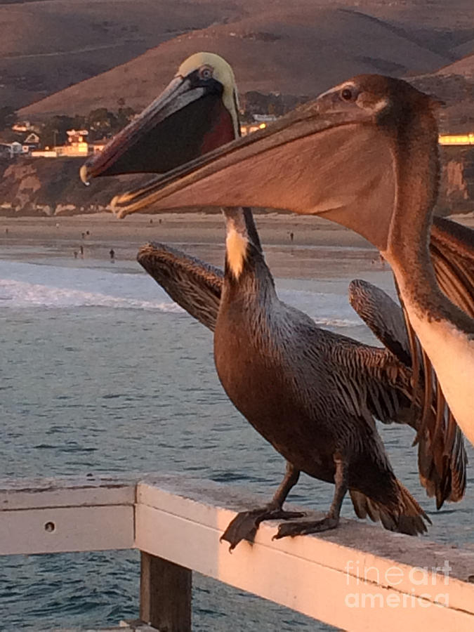 Pelicans Express It Photograph by Doug Gist