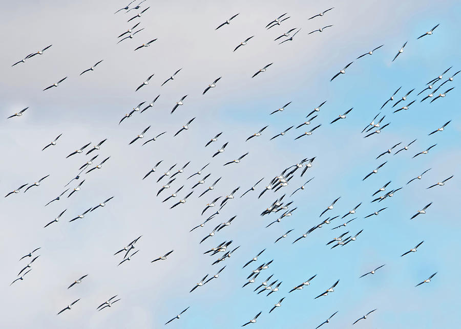 Pelicans Fill the Sky Photograph by CR Courson