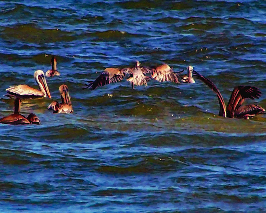 Pelicans Digital Art by Flees Photos