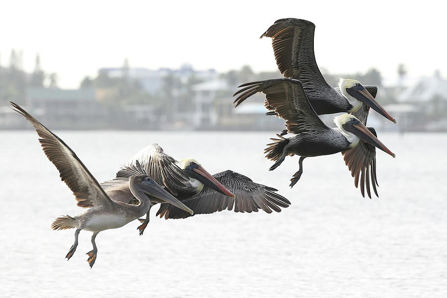 Pelicans Fly in Pairs Photograph by Mingming Jiang