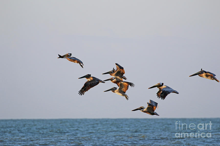Pelicans Flying into Sunrise  9829 Photograph by Jack Schultz