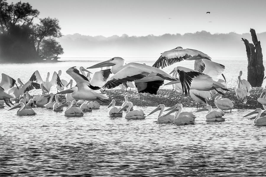 Pelicans in Black and White Photograph by David Wagenblatt