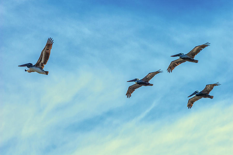 Pelicans in Flight Photograph by Dan Carmichael