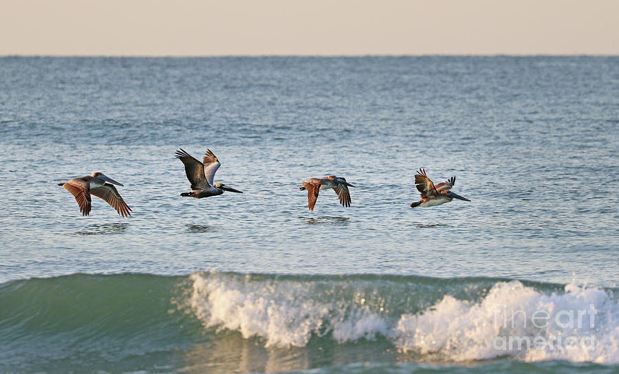 Pelicans in Flight Over Water 9544 Photograph by Jack Schultz