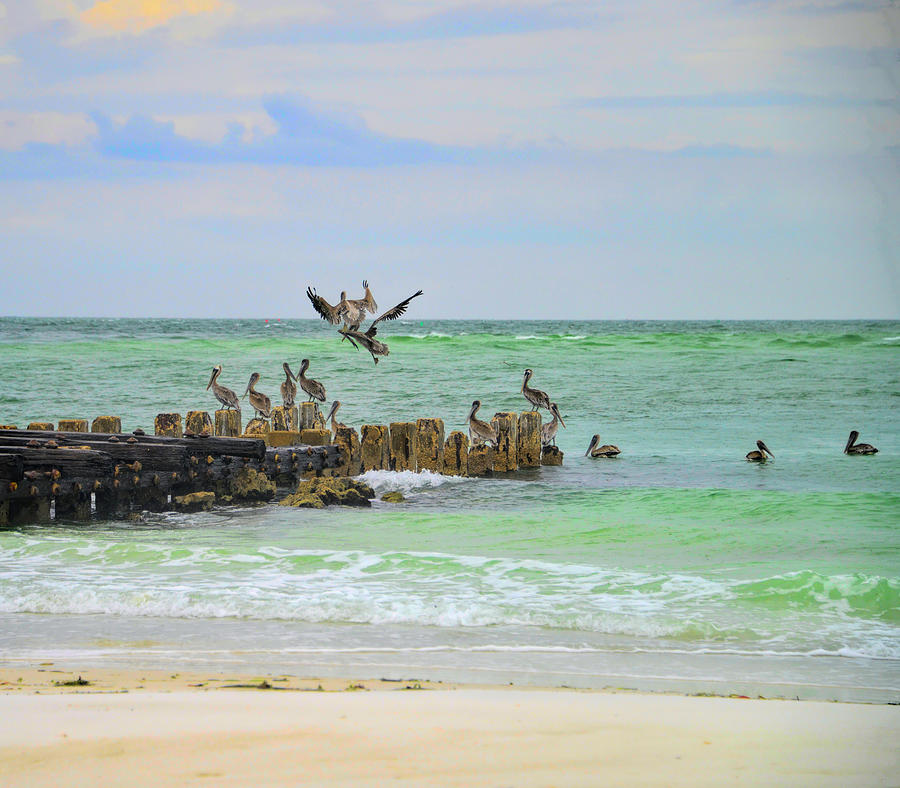 Pelicans in Florida Photograph by Alison Belsan Horton