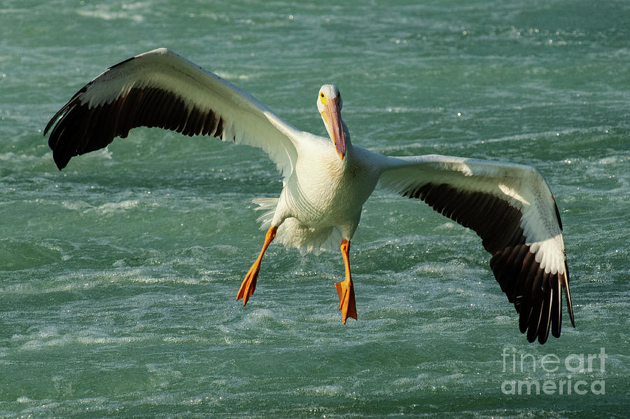 Pelicans In Focus...Recalculating Photograph by Bob Christopher