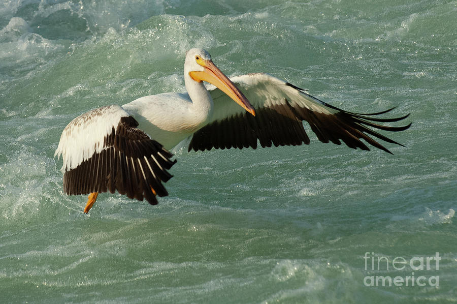 Pelicans In Focus...The Hummingbird Effect Photograph by Bob Christopher