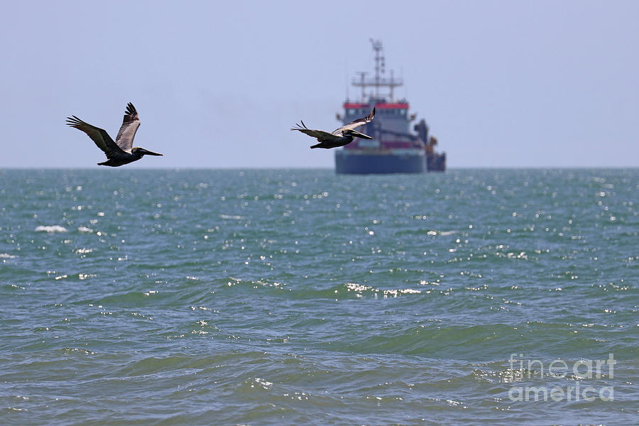 Pelicans in Foreground of Dredge Ship  6394 Photograph by Jack Schultz