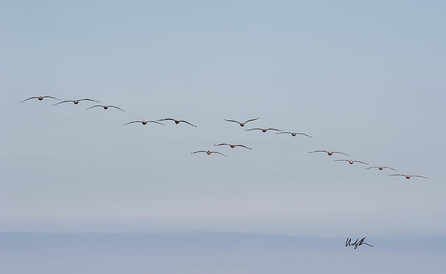 Pelicans in formation Photograph by Windy Osborn