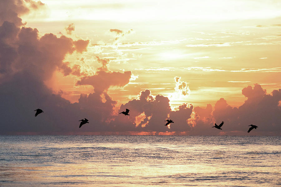 Pelicans in Hilton Head Sunrise Photograph by Mary Ann Artz