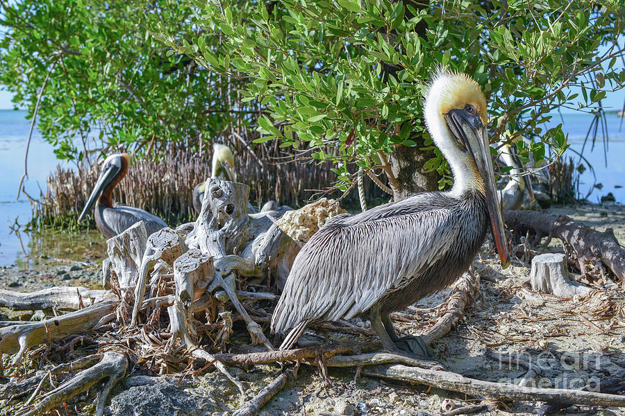 Pelicans in Key Largo, Florida  Photograph by Olga Hamilton