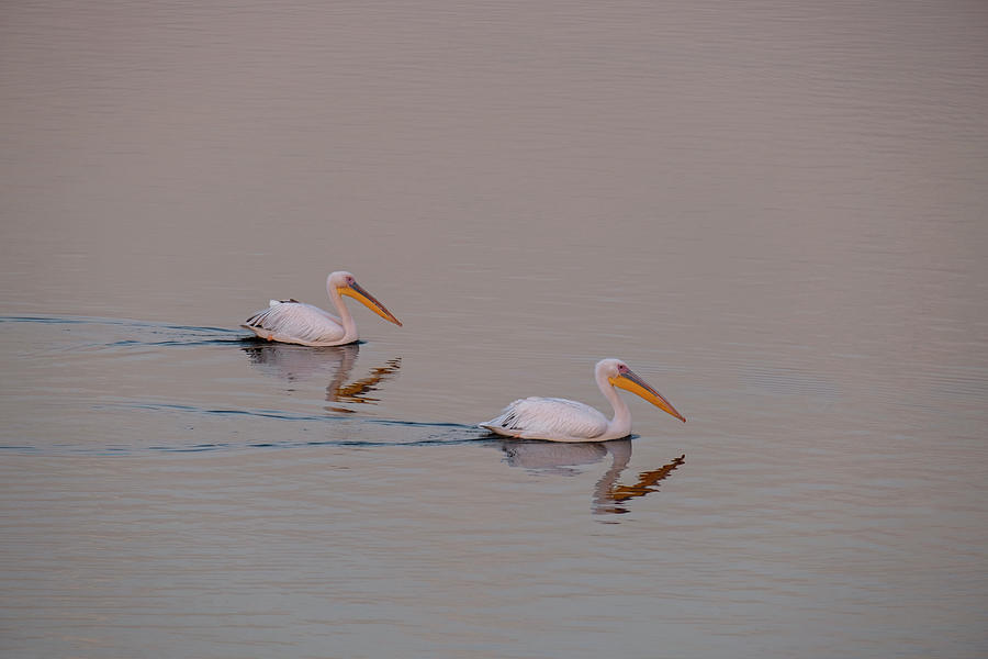 Pelicans in Mitzpor Viker Photograph by Dubi Roman