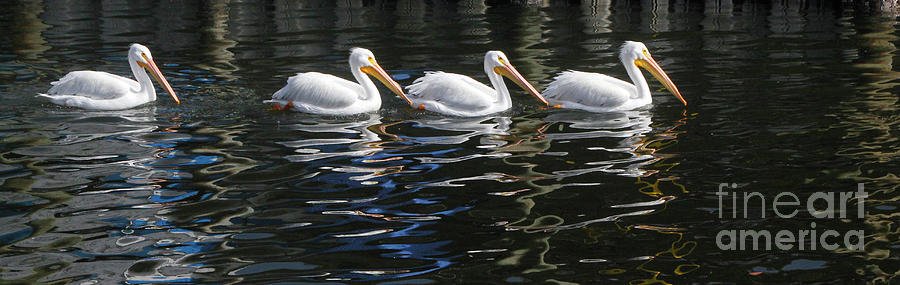 Pelicans in Single File Photograph by Mariarosa Rockefeller