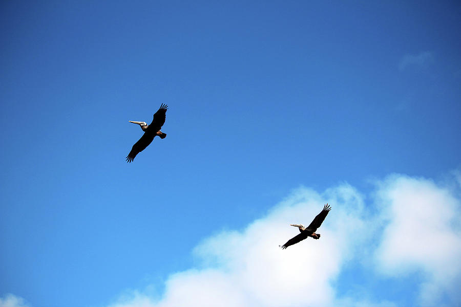 Pelicans In The Sky Photograph by Cynthia Guinn