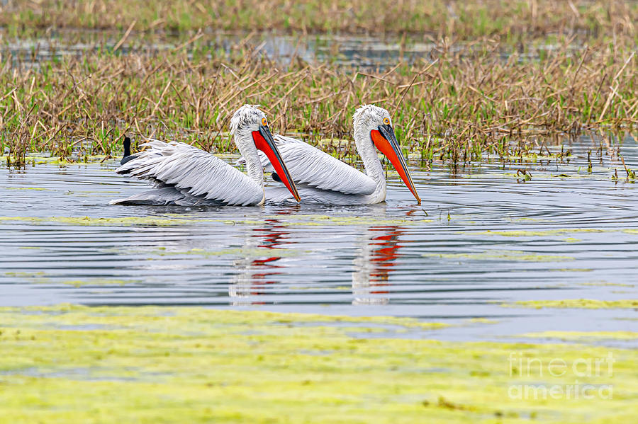 Pelicans in the water Digital Art by Pravine Chester