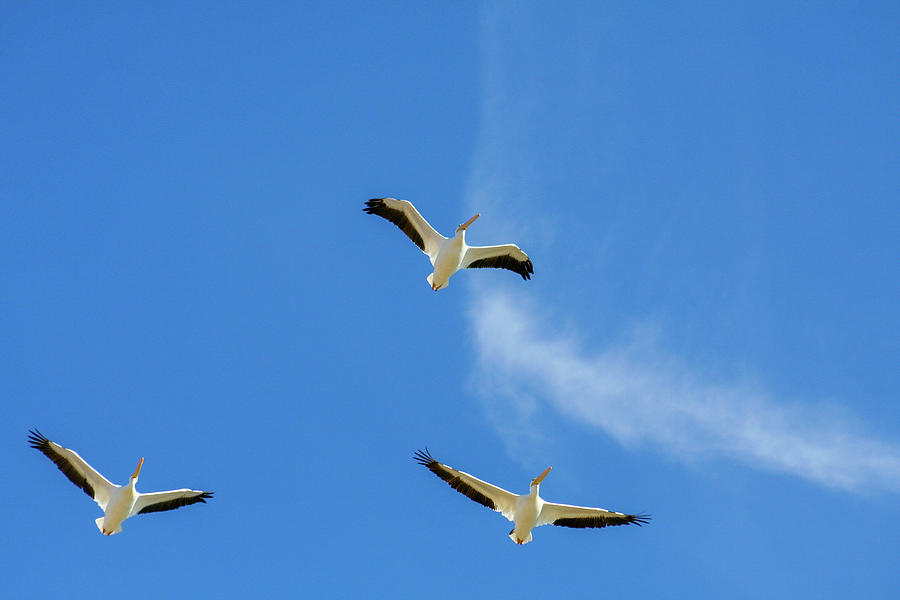 Pelicans Photograph