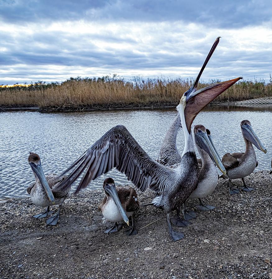 Pelicans  Photograph by Jerry Connally