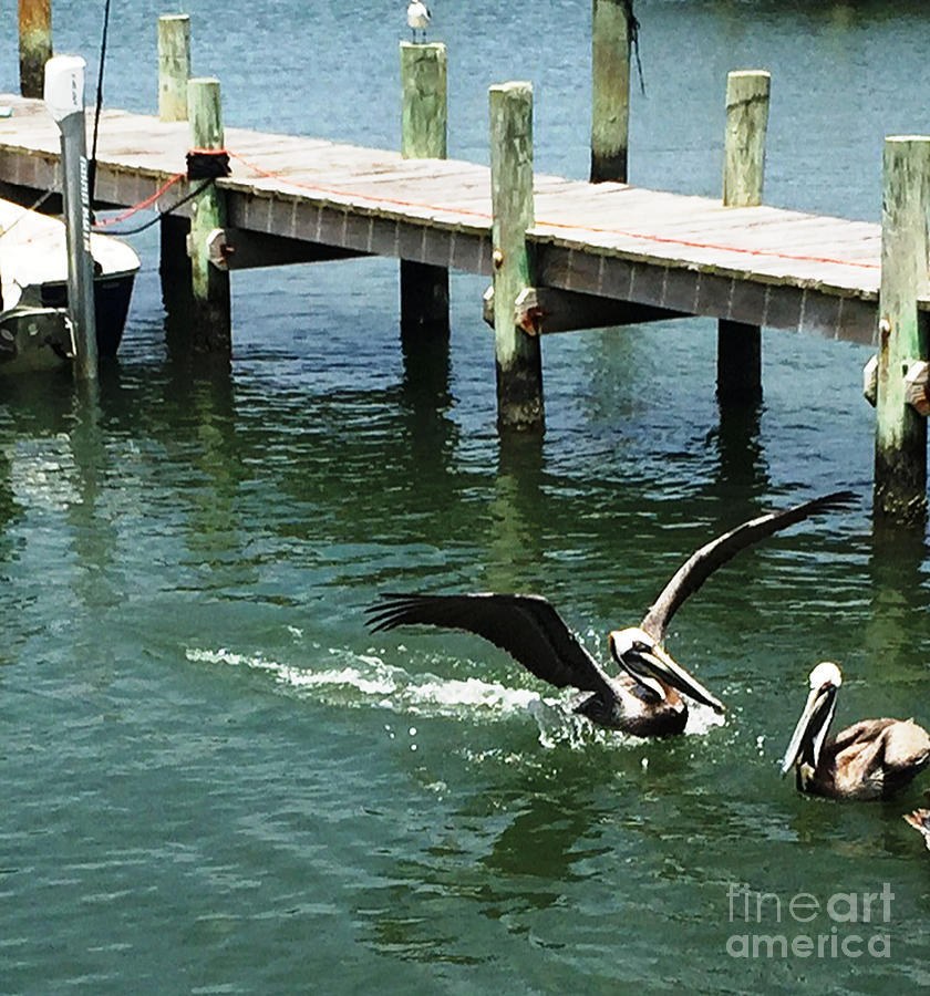 Pelicans in Motion Landing at Ocracoke Island North Carolina  Photograph by Catherine Ludwig Donleycott