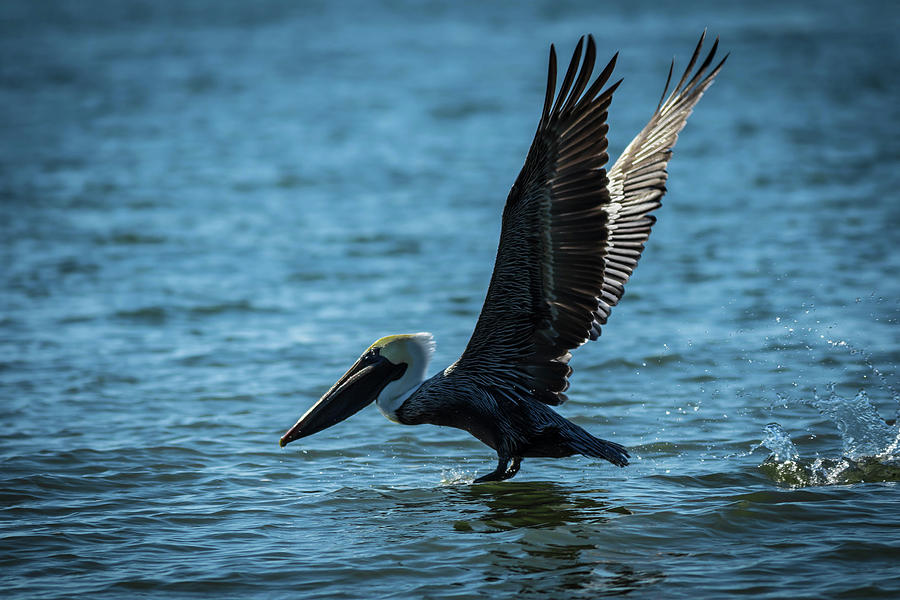 Pelicans Landing Photograph by George Kenhan