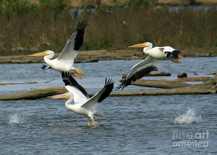 Pelicans Landing Photograph by Paula Guttilla