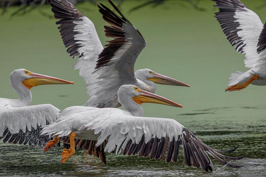 Pelicans Launch Photograph by Ray Congrove