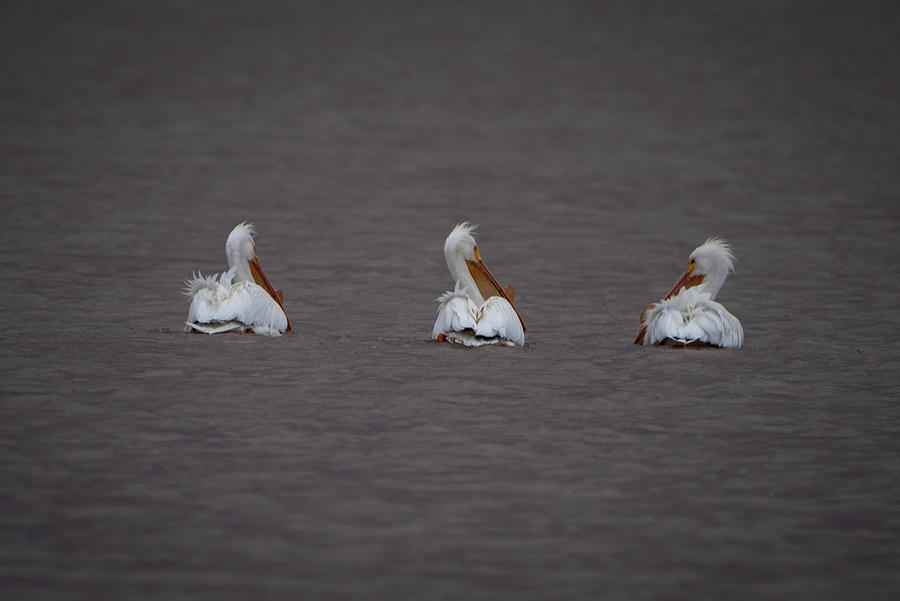 Pelicans Photograph by Matt Halvorson