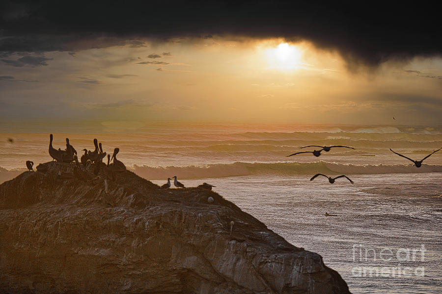 Pelicans Natural Rock Santa Cruz California  Photograph by Chuck Kuhn
