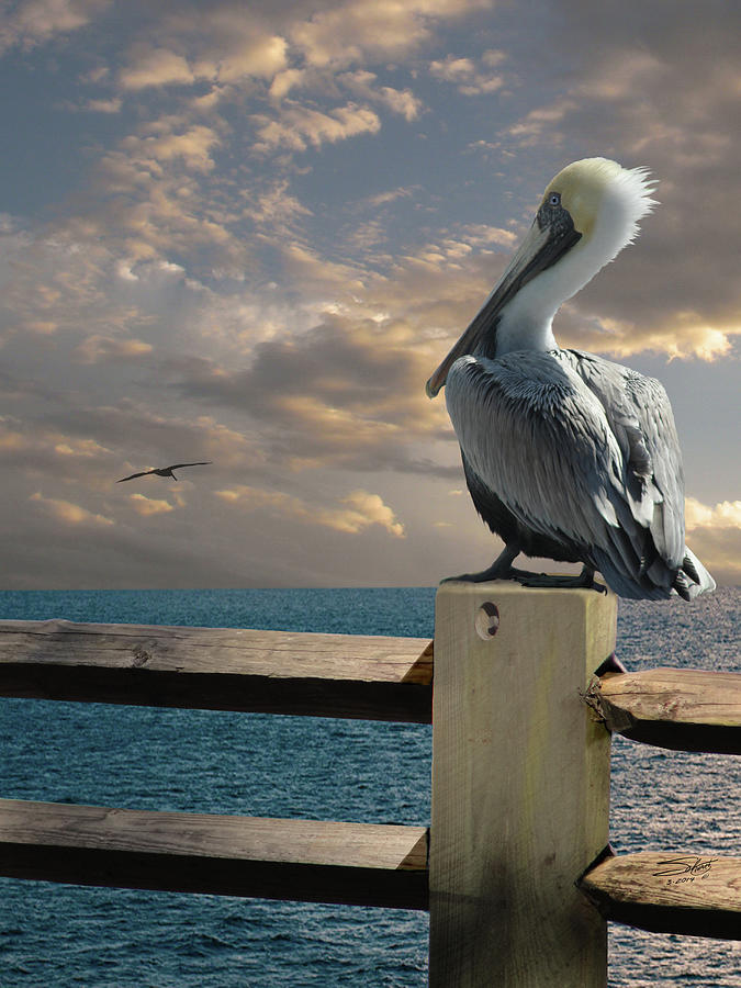 Pelican Digital Art - Pelicans of Tampa Bay by Spadecaller