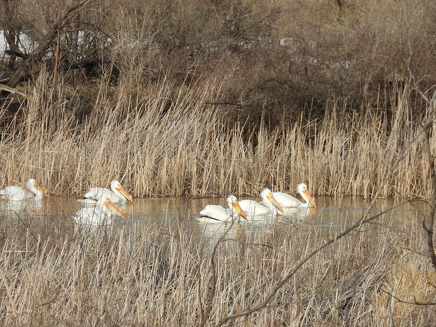 Pelicans On A Creek Photograph by Amanda R Wright