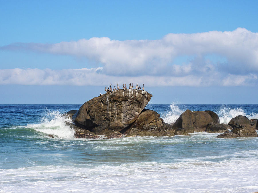 Pelicans on a rock. Photograph by Rob Huntley