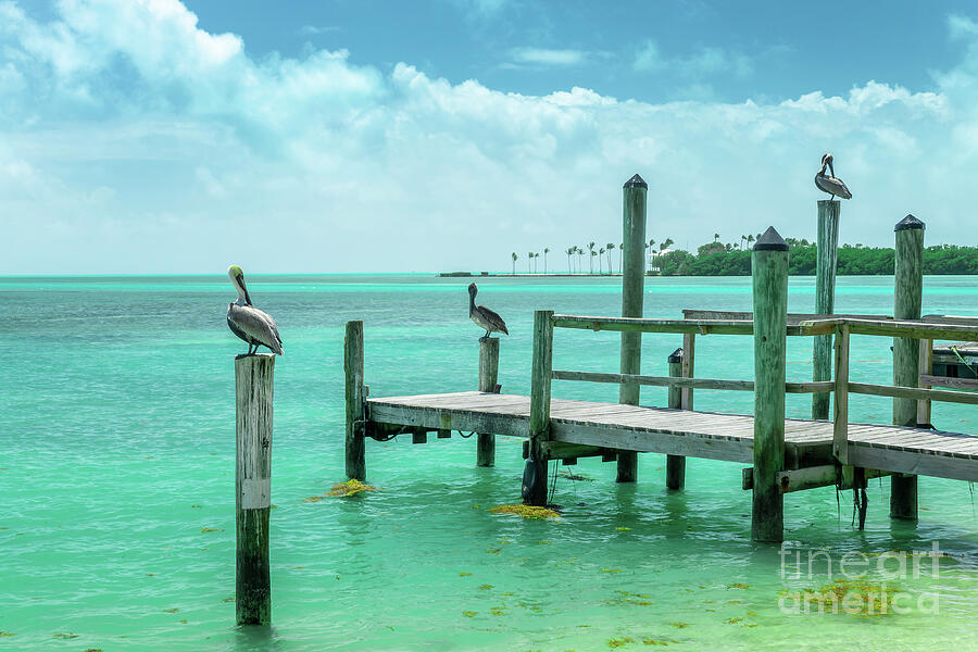 Pelicans on a wooden pier, Islamorada, Florida Keys Photograph by Delphimages Photo Creations Pelicans on a wooden pier, Islamorada, Florida Keys Photograph by Delphimages Photo Creations