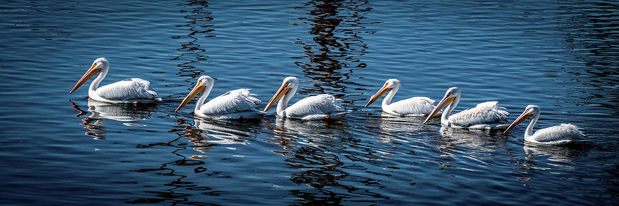 Pelicans on Parade Photograph by Paul LeSage