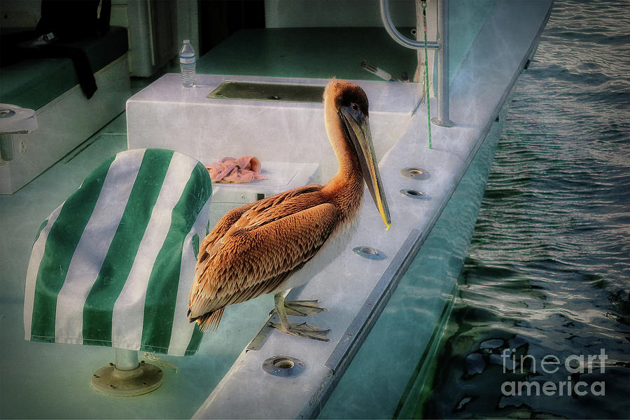 Pelicans On Parade - Study III Photograph by Doc Braham